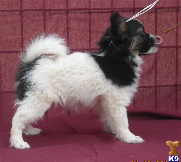Papillon Puppies